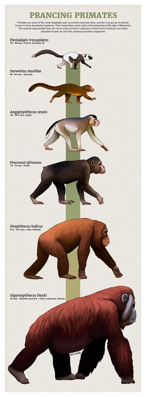 Pin by Julian O'Dea on Primates including fossil forms | Prehistoric ...