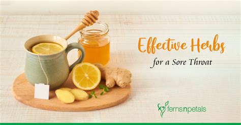 7 Herbs that are Natural Remedies for a Sore Throat