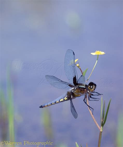 Libellula Dragonfly landing photo WP00094