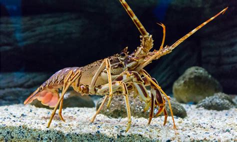 Rock Lobsters vs Maine Lobsters: What Are The Differences? - AZ Animals