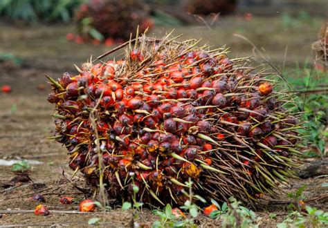 From Seed to Harvest: How Oil Palm is Grown - Musim Mas