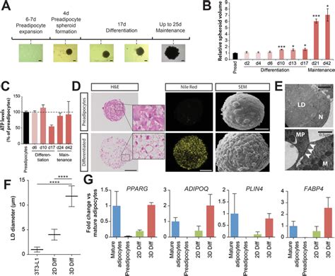 Adipocyte spheroids exhibit long‐term viability and mature adipocyte... | Download Scientific ...