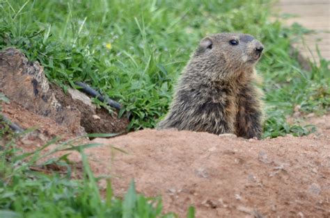 Do Groundhogs Hibernate In Winter? – Westchester Wildlife