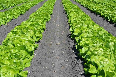 Organic Lettuce Farming, Cultivation, Growing Process | Agri Farming