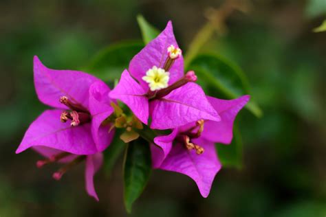 Nilai Ubatan Bougainvillea alba (Bunga Kertas) | MajalahSains