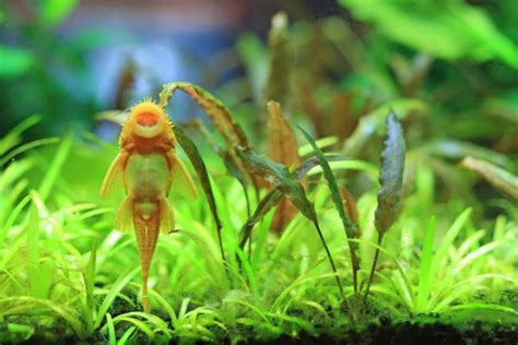 Albino Bristlenose Pleco Feeding, Breeding and Care Guide