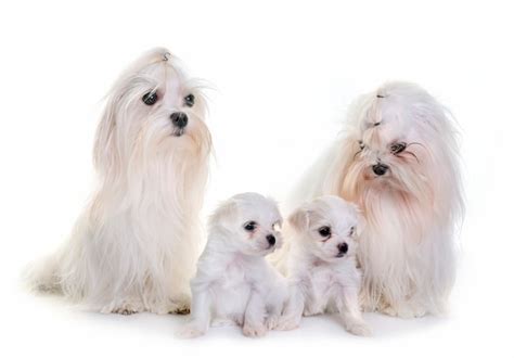 Premium Photo | Family maltese dogs