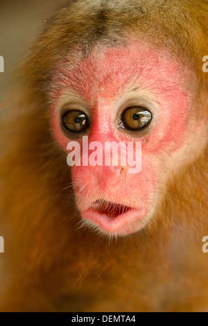 Bald uakari (red uakari monkey) (Cacajao calvus), conservation status Stock Photo: 97869459 - Alamy