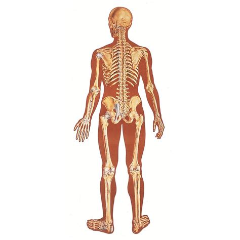 Skeleton chart - Mon Scientific: Nigeria's Number One Lab, Medical and Scientific Online Store