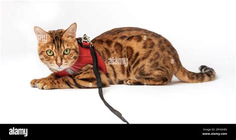 Bengal cat in a red harness on a white background Stock Photo - Alamy