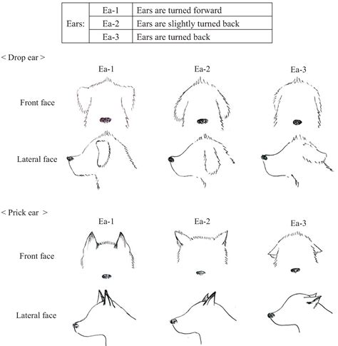 Animals | Free Full-Text | Dogs’ Body Language Relevant to Learning Achievement