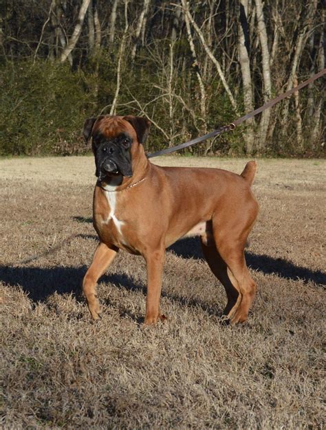 Euro Boxx Boxers | Boxer puppies, Boxer dogs brindle, Brindle boxer puppies