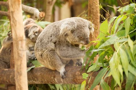 Koala eating eucalyptus leaves on the ... | Stock image | Colourbox
