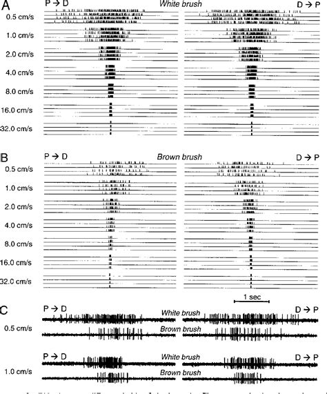 Figure 1 from Receptor encoding of moving tactile stimuli in humans. II ...