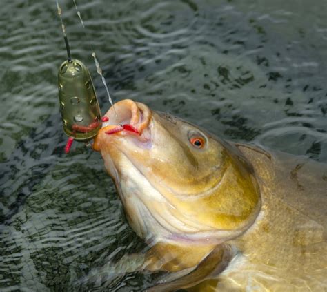 Tench fishing tips to help you catch them from a new venue