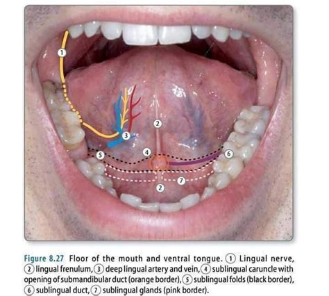 DENTISTRY | Escuela de higiene dental, Salud dental, Cirugía dental