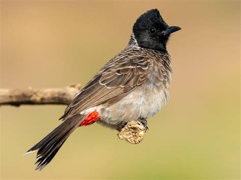 Red-vented Bulbul - eBird