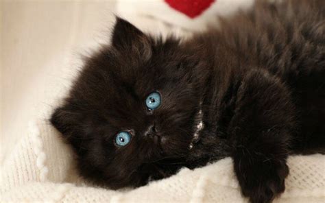 Why Black Cats Make Excellent Pets? 13 Breeds to Choose From