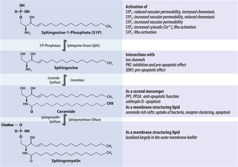 The role of sphingolipids in respiratory disease - Yang Yang, Stefan Uhlig, 2011