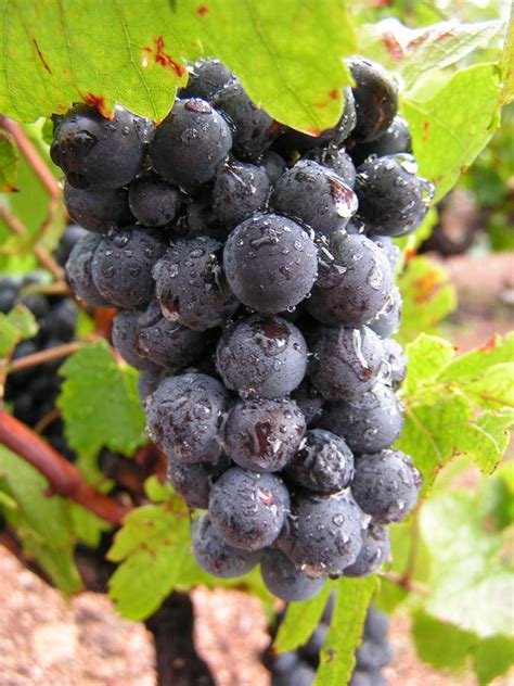 Gamay wine grapes on the vine Free Photo Download | FreeImages