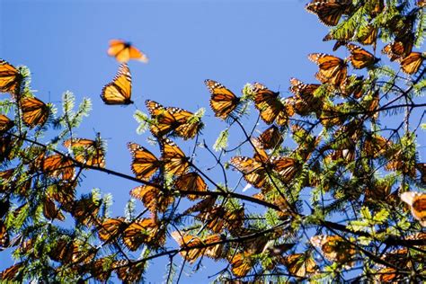 Experience Mexico’s Monarch Butterfly Migration - InMexico