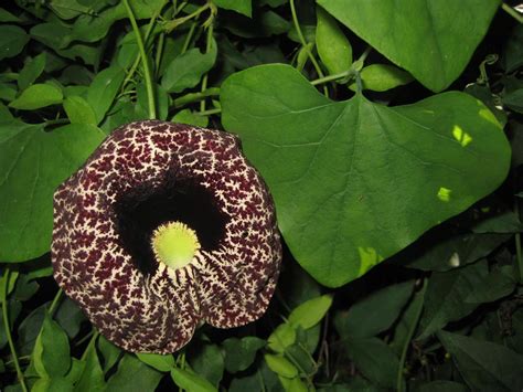 Australian Aristolochiaceae