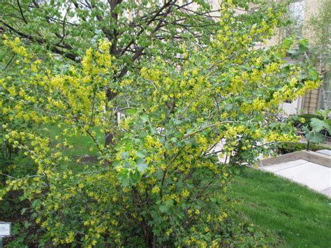 Ribes odoratum UW 2016 (1) | Rotary Botanical Gardens