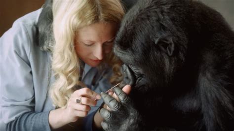 Documentary Focuses on the Life of Koko the Talking Gorilla | Mental Floss