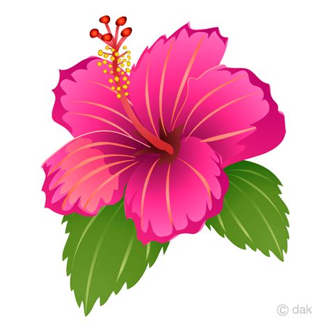 Pink Hibiscus Flower Clipart