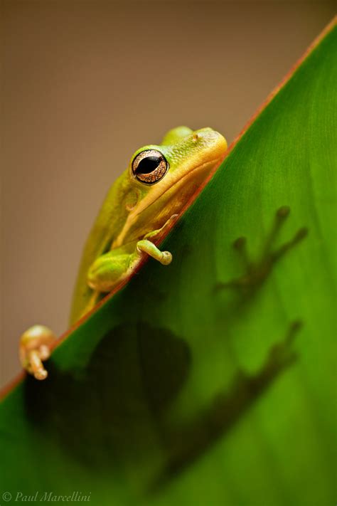 Green Tree Frog | Miami, Florida | Florida Landscape Photography by Paul Marcellini