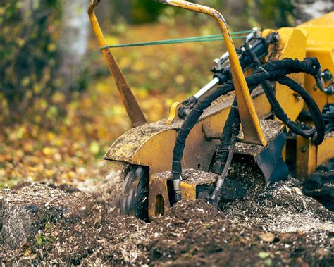 How to kill tree roots: ways to remove them from your plot | Gardeningetc