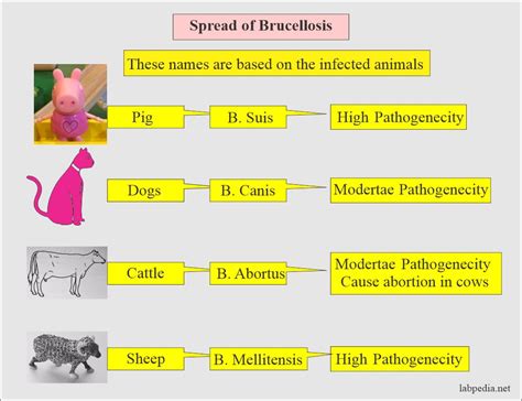 How Is Brucellosis Spread In Dogs