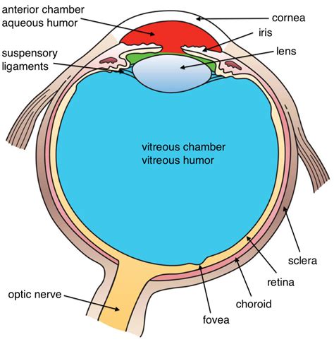 Aqueous Humor