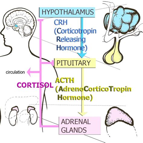 Brain: Stress and early brain development | Encyclopedia on Early Childhood Development