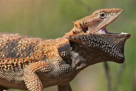 Reptile of the week: a cranky Central Bearded Dragon - The Northern Myth