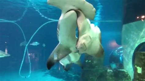 Hammerhead Shark Attacks Stingray at Adventure Aquarium - Aquariumia