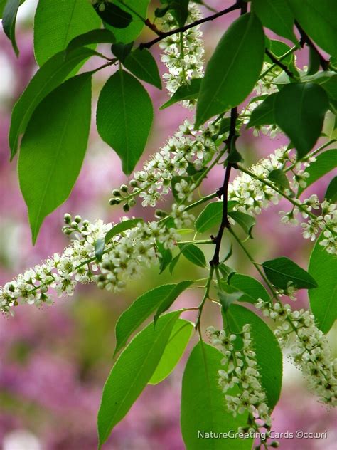 "Wild Cherry Tree Blossoms" by NatureGreeting Cards ©ccwri | Redbubble