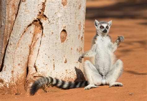 Katta beim Sonnenbad Foto & Bild | africa, madagascar, eastern africa ...