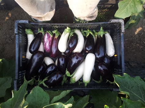 Plenty Wild Eggplant - Young Agrarians