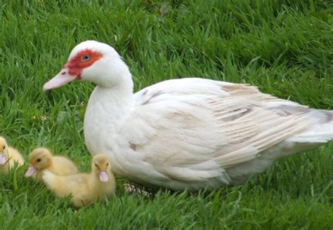 White Muscovy Ducks | Freedom Ranger Hatcheries