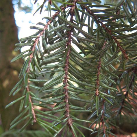 Picea omorika | Plants Direct – Victoria, BC