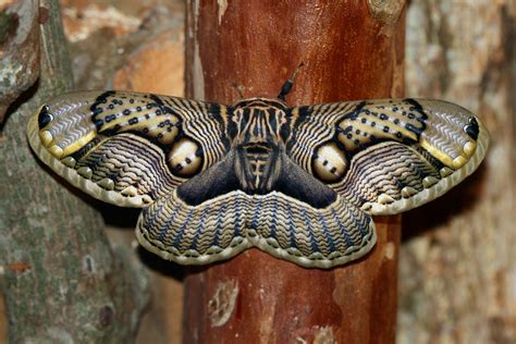 Moth Desktop Wallpapers - Top Free Moth Desktop Backgrounds ...