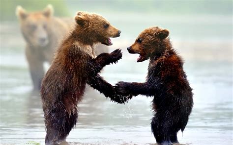 Download Baby Animal Brown Bear Cute Cub Animal Bear HD Wallpaper