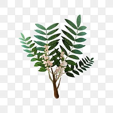 Frankincense Tree PNG Transparent Images Free Download | Vector Files | Pngtree