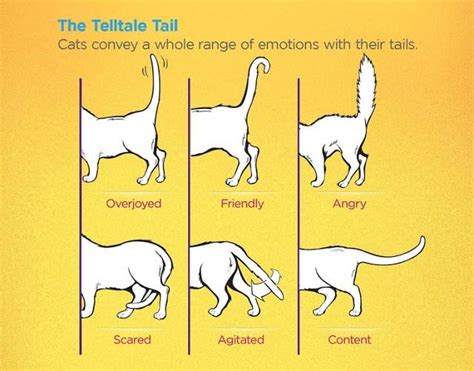 cats tail movements meanings | Body language, Cat language, Cat expressions