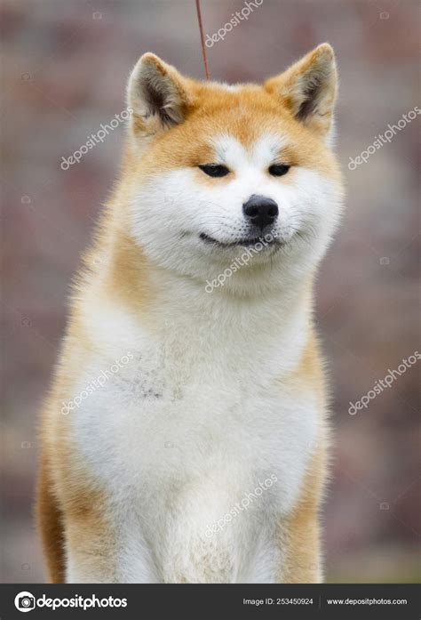 Japanese Akita Inu dog for a walk Stock Photo by ©gurinaleksandr 253450924