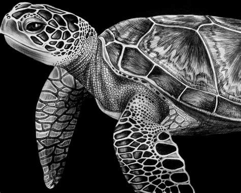 Image result for how to draw a realistic sea turtle | Sea turtle drawing, Turtle drawing, Sea ...