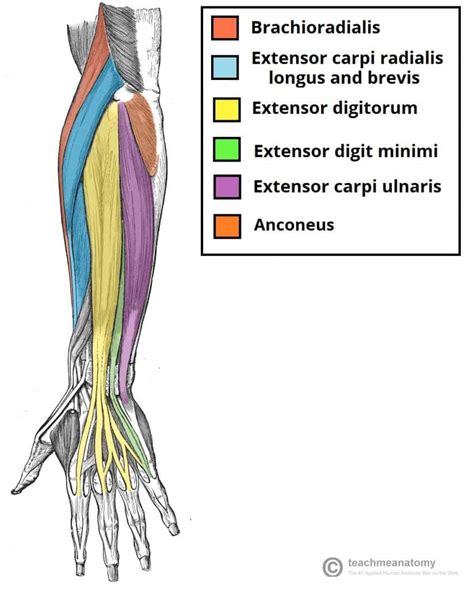 Muscles of the Posterior Forearm - Superficial - Deep - TeachMeAnatomy