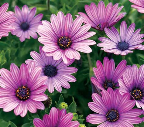 Osteospermum 'Soprano Purple' (African Daisy)