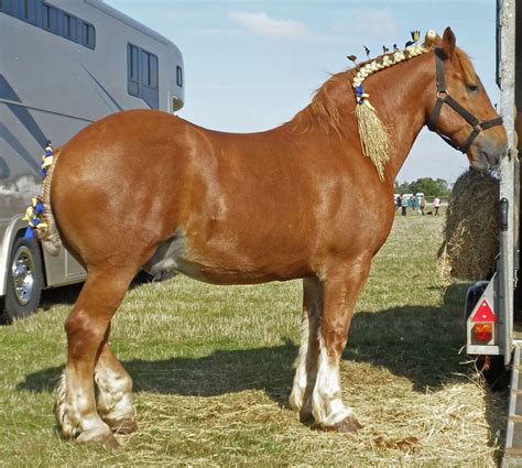 The Suffolk Punch was developed as a farm horse in East Anglia, UK ...